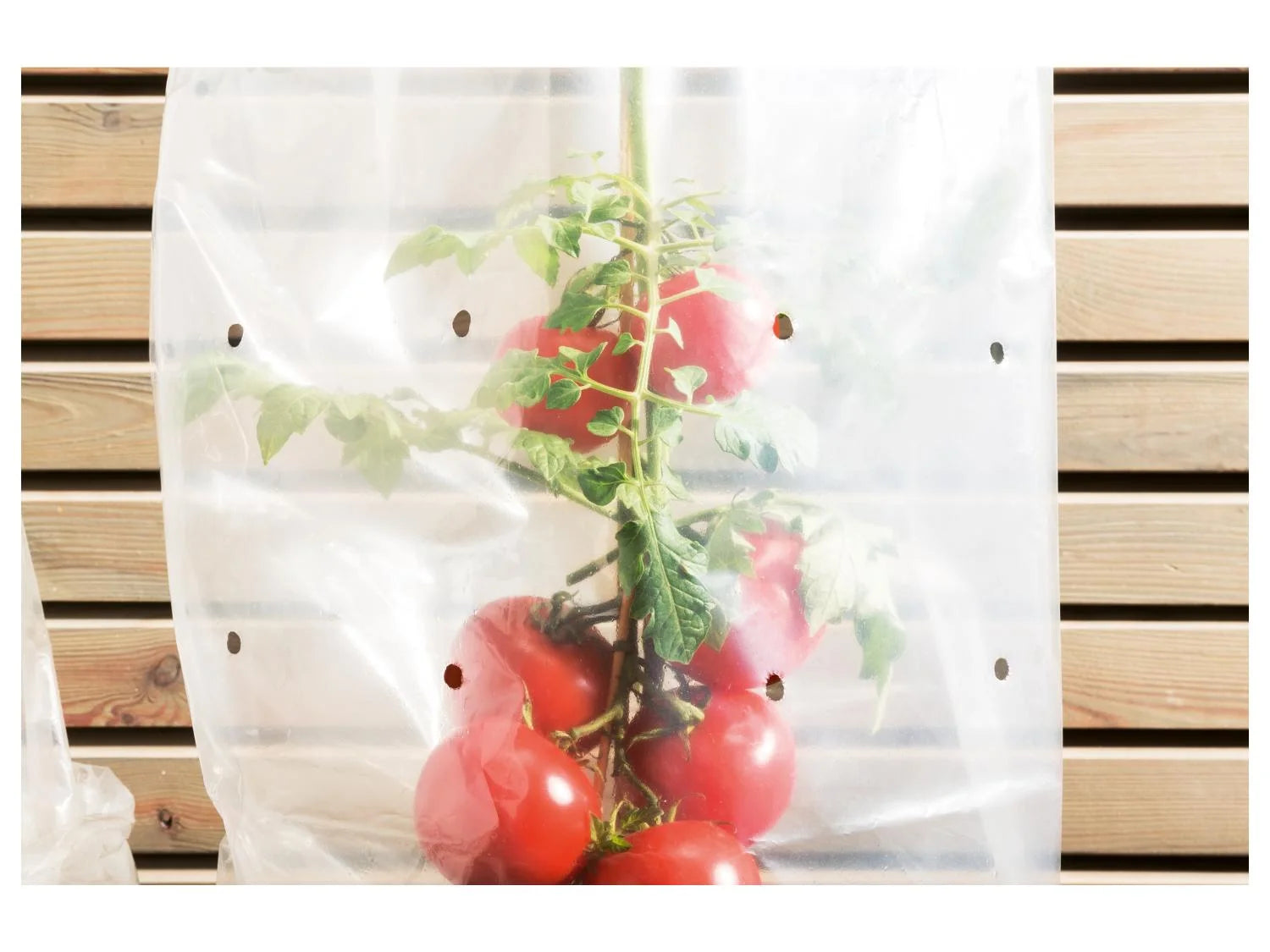 PARKSIDE® Cserjefólia