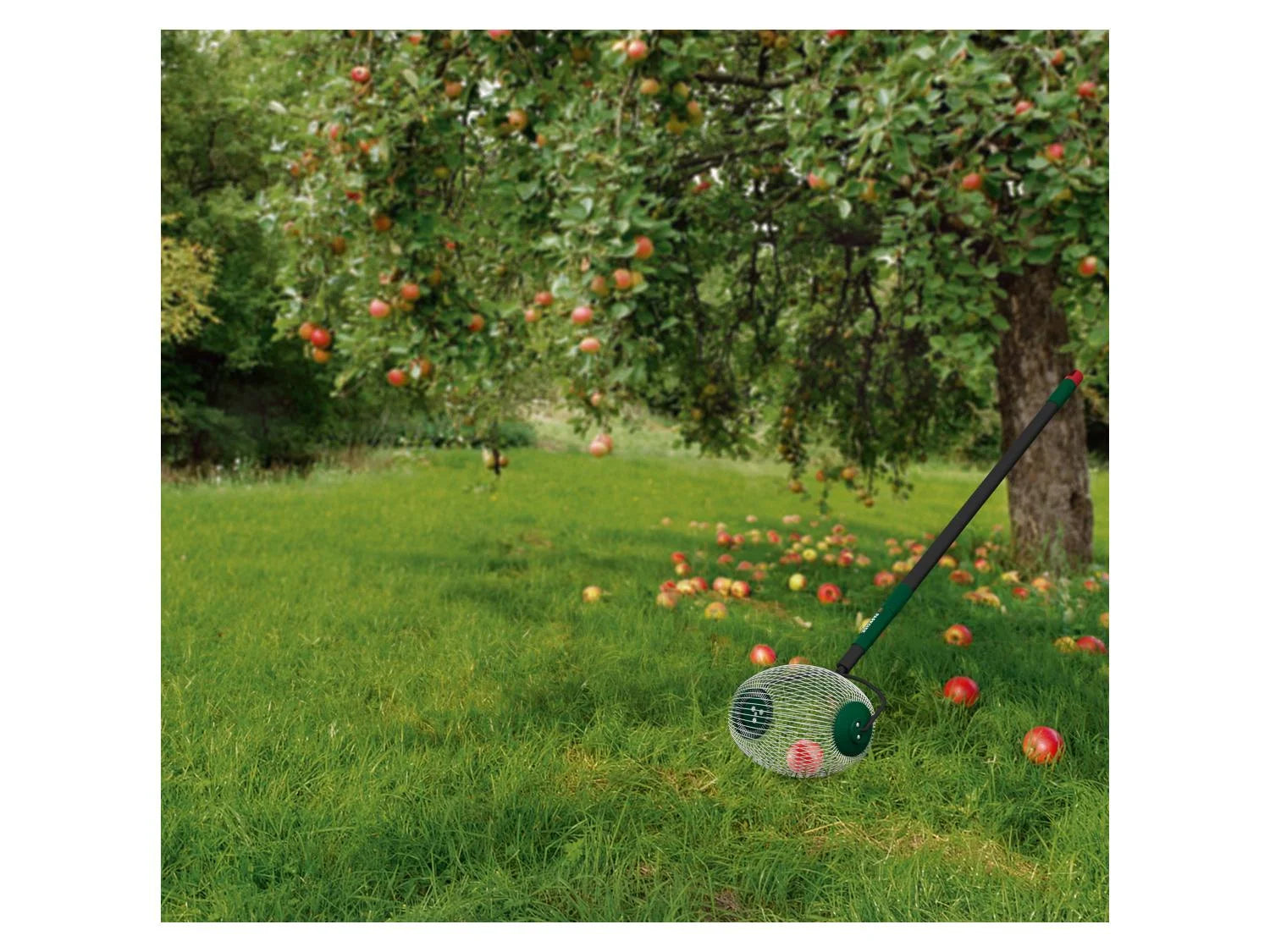 PARKSIDE® Teleszkópos dió- és gyümölcsgyűjtő kosár, 94–139 cm