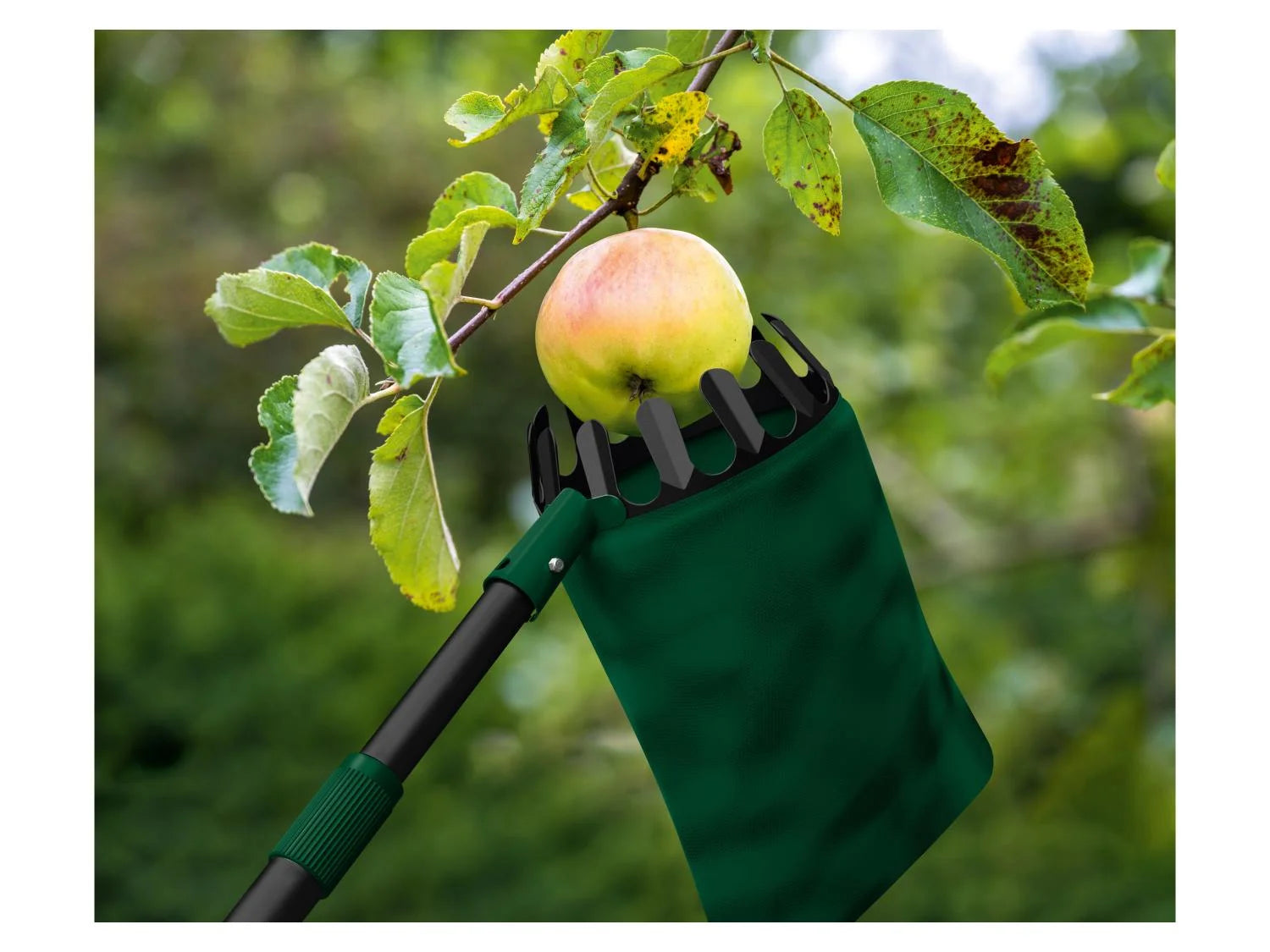 PARKSIDE® Teleszkópos gyümölcsszedő, 1,76–3,12 m, max. 4,5 m elérés